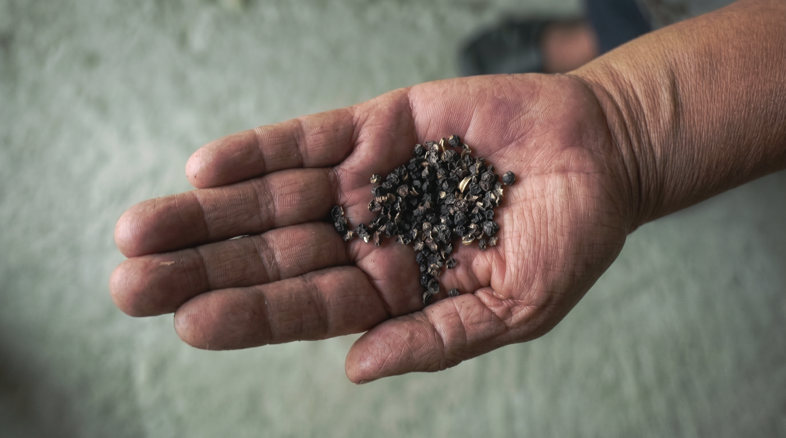 Artisan's hand holding a small amount of dark muitle seeds against a neutral background